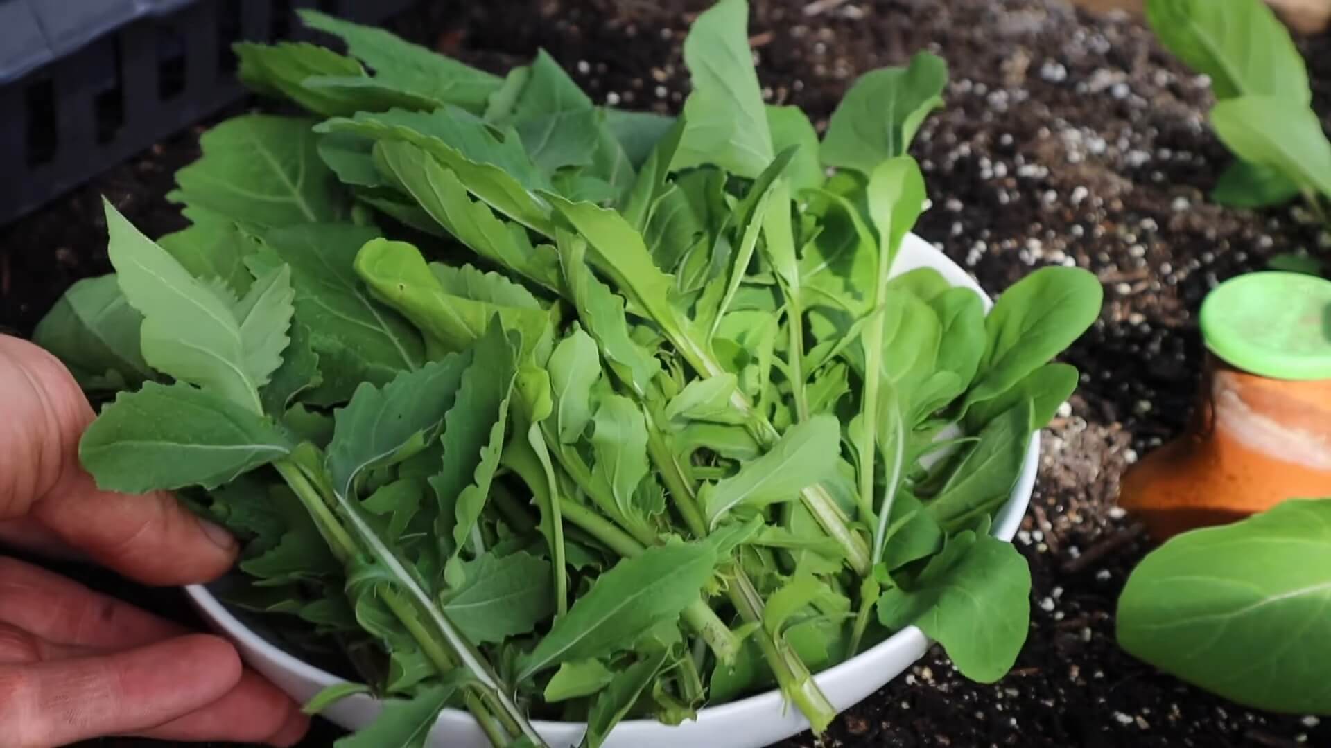 Arugula Plant