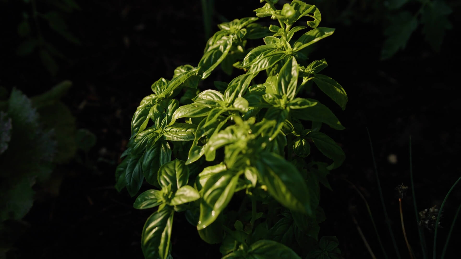 Basil Plant