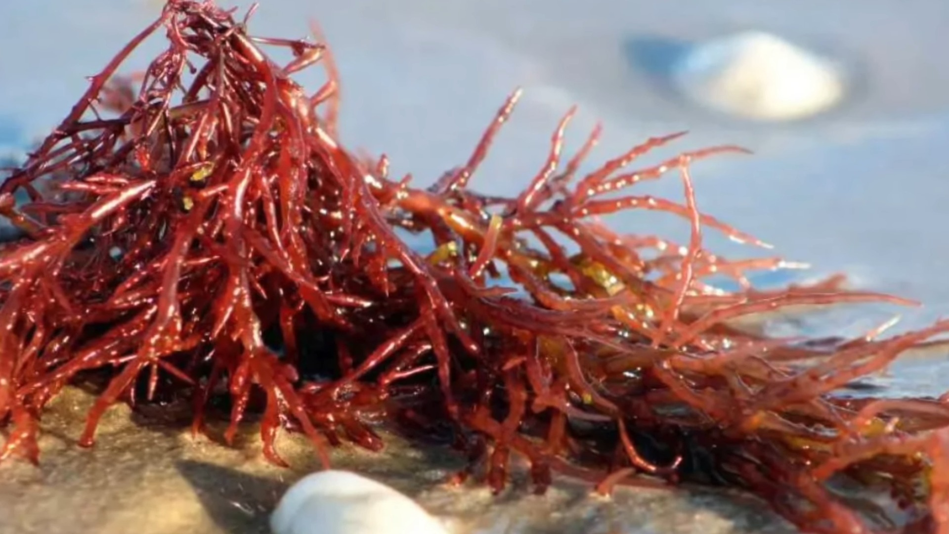 Carrageenan - Derived from Seaweed