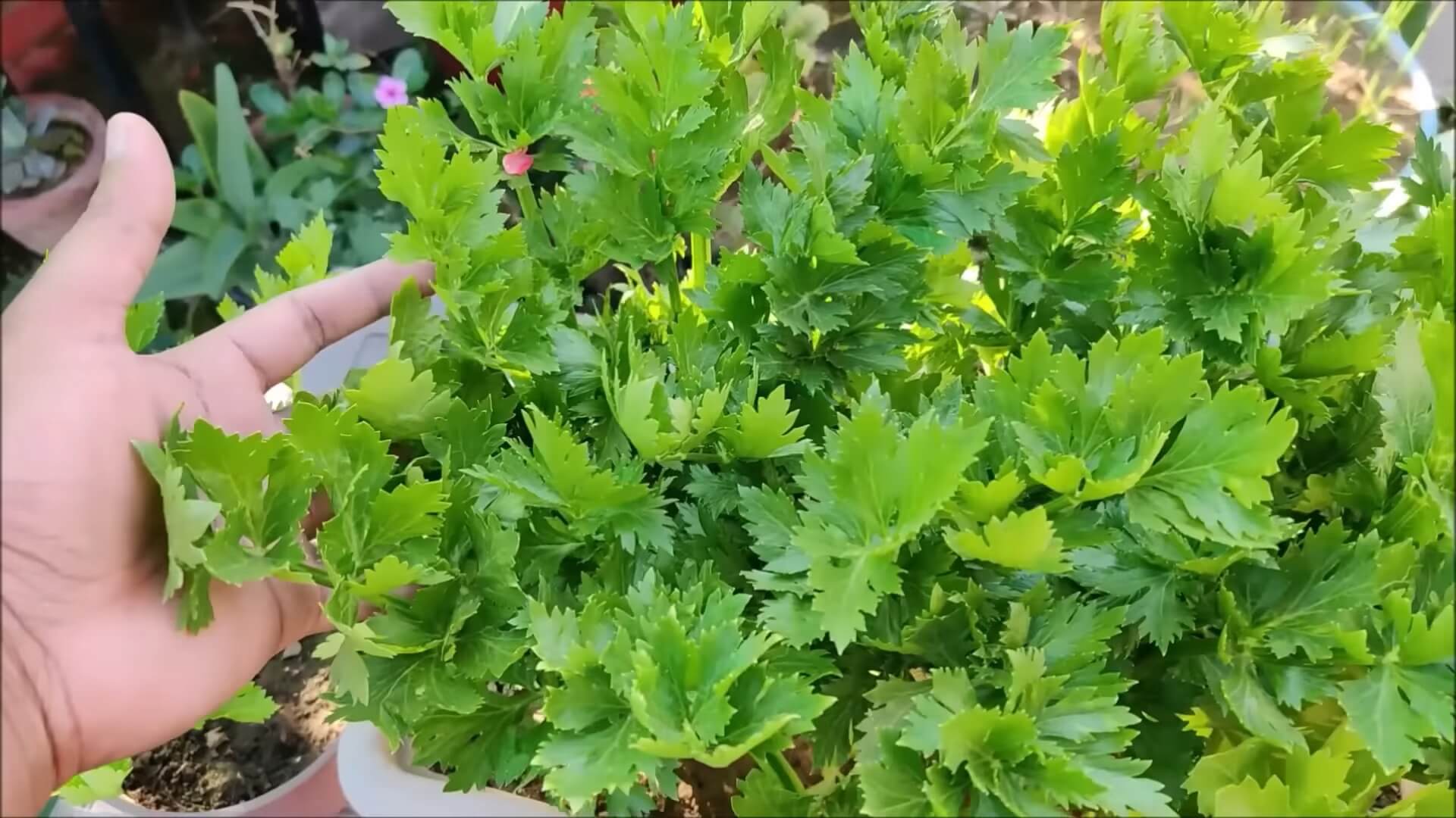 Celery Leaves in Recipes