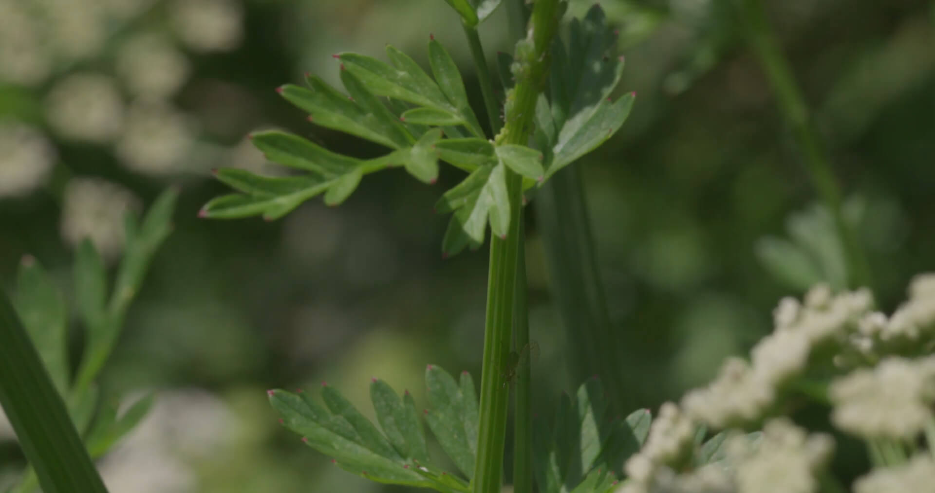 Chervil Plant