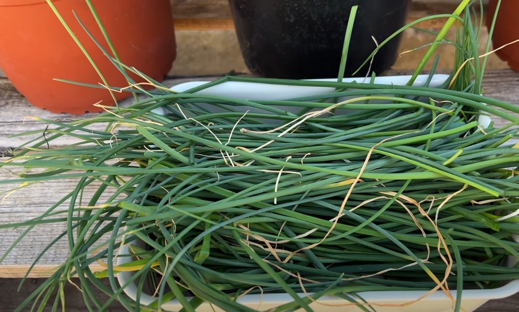 Chives Plant