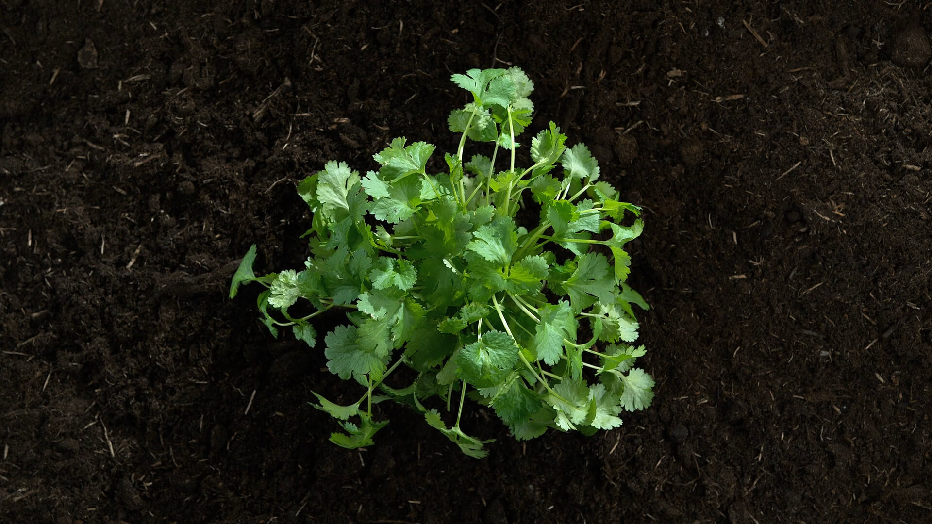 Cilantro Plant