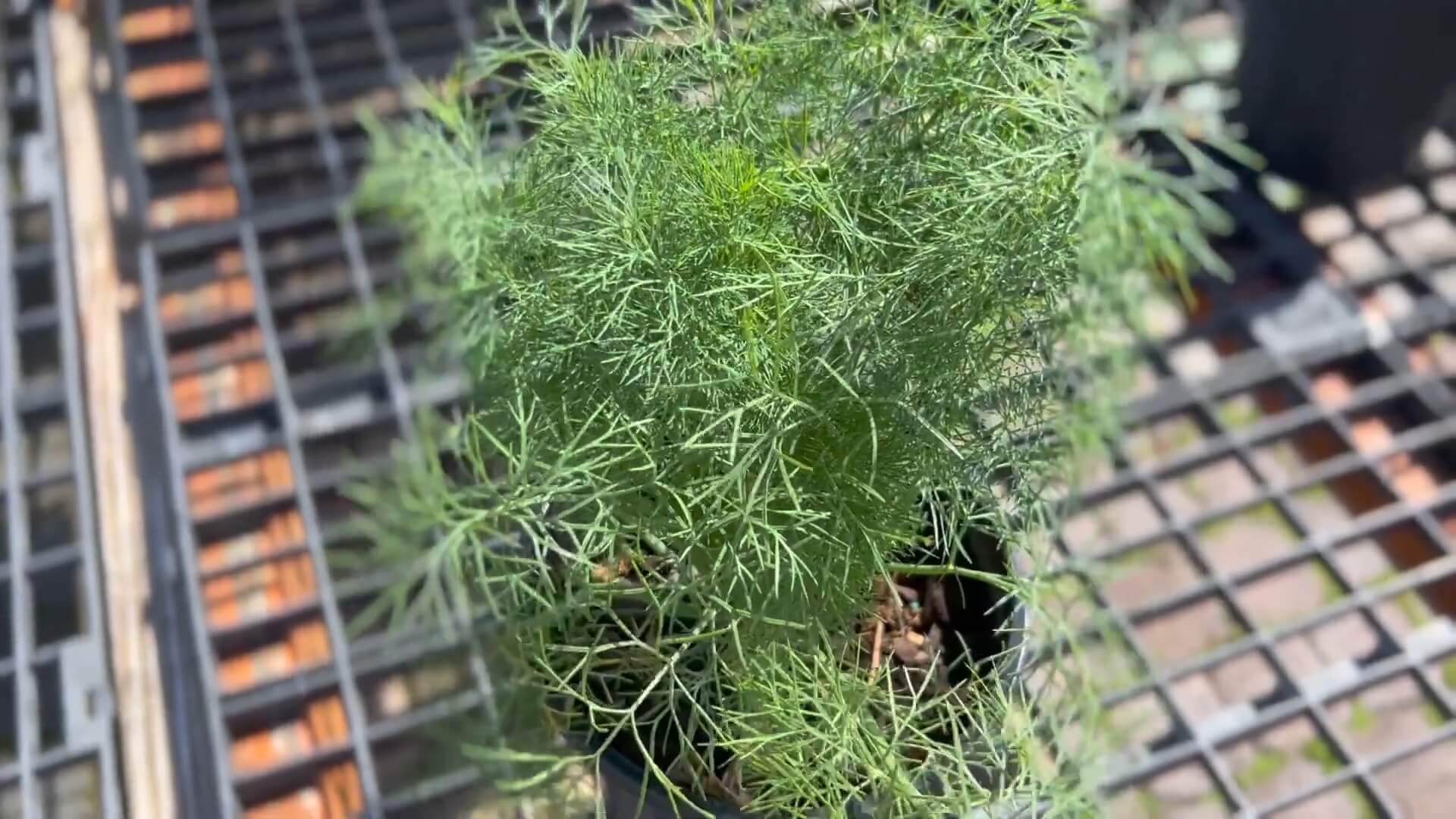 Dill Plant