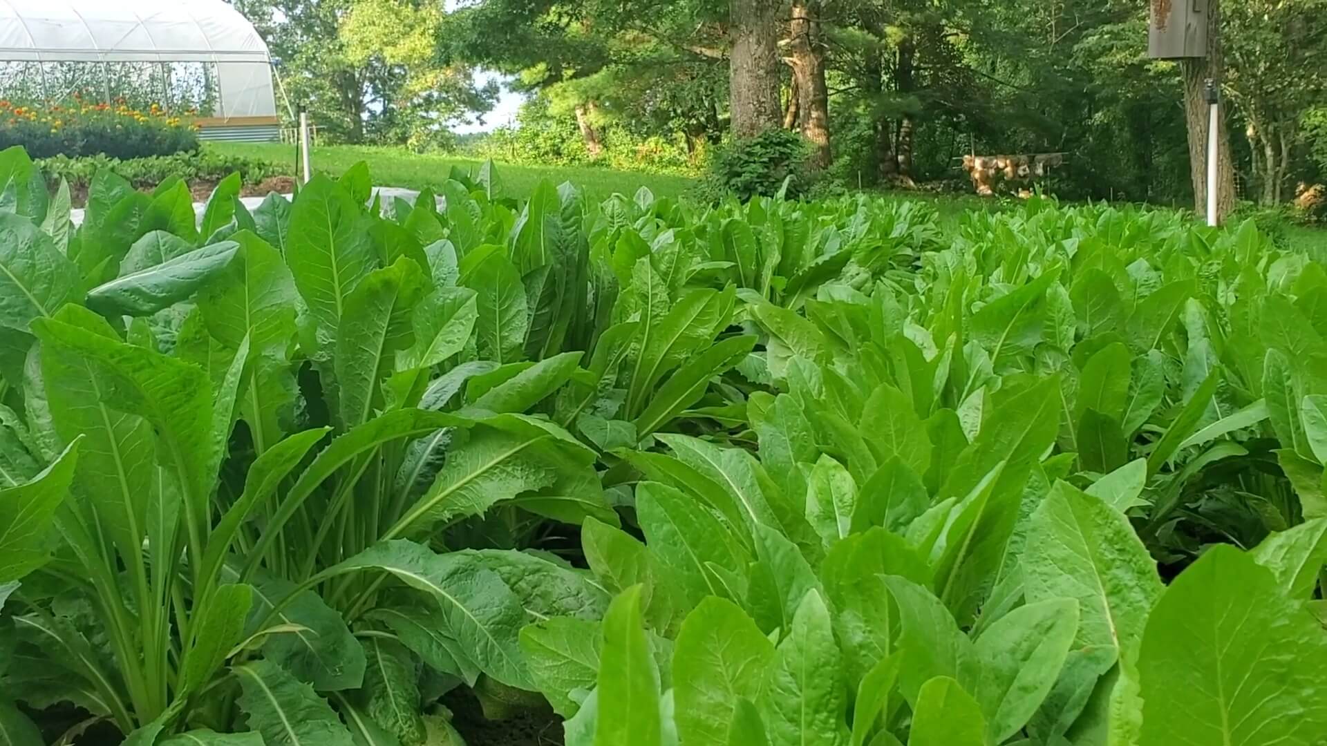 Endive Plant