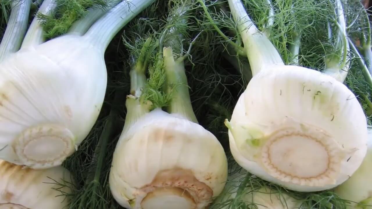 Fennel Plant