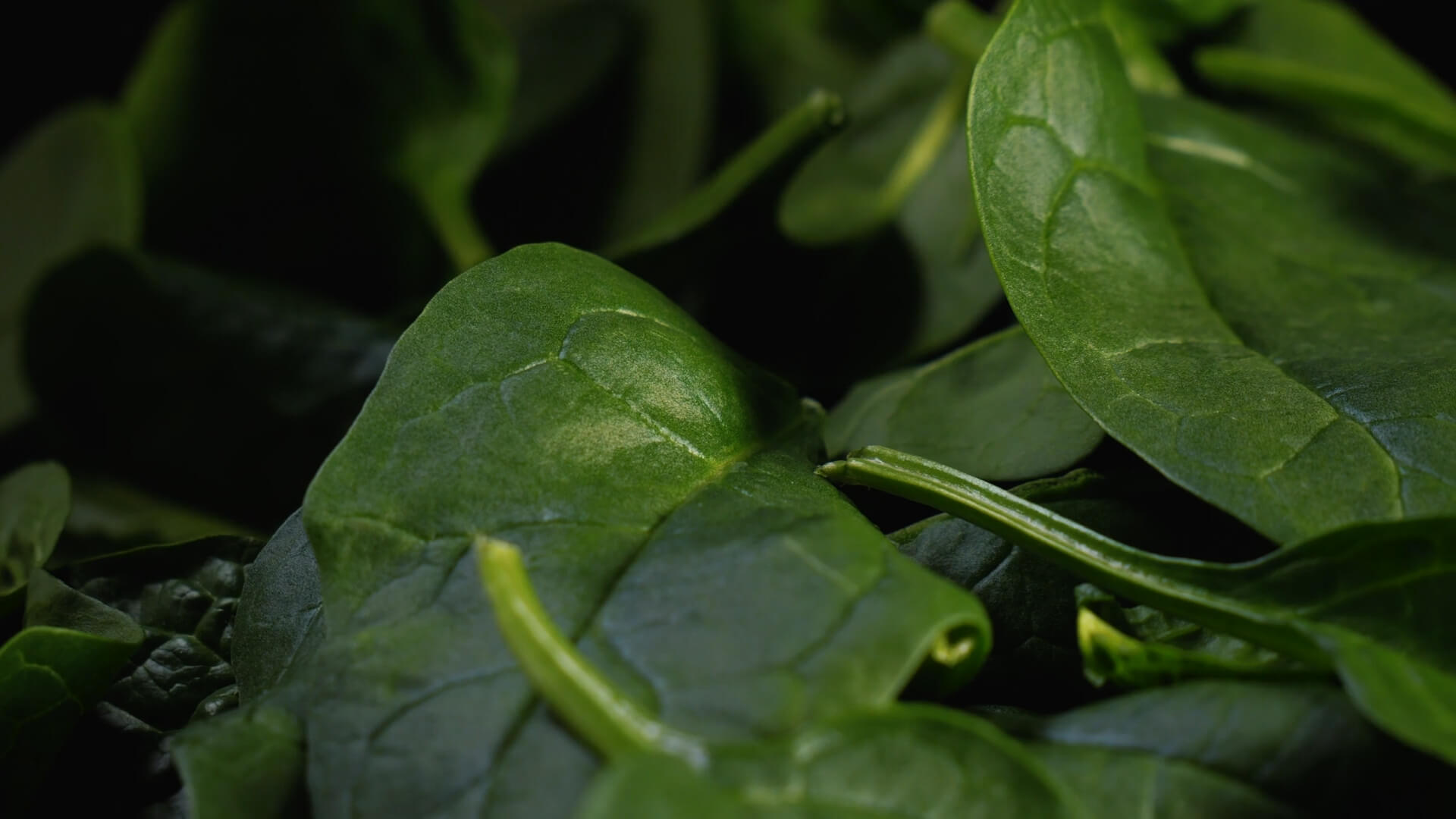 Fresh Spinach