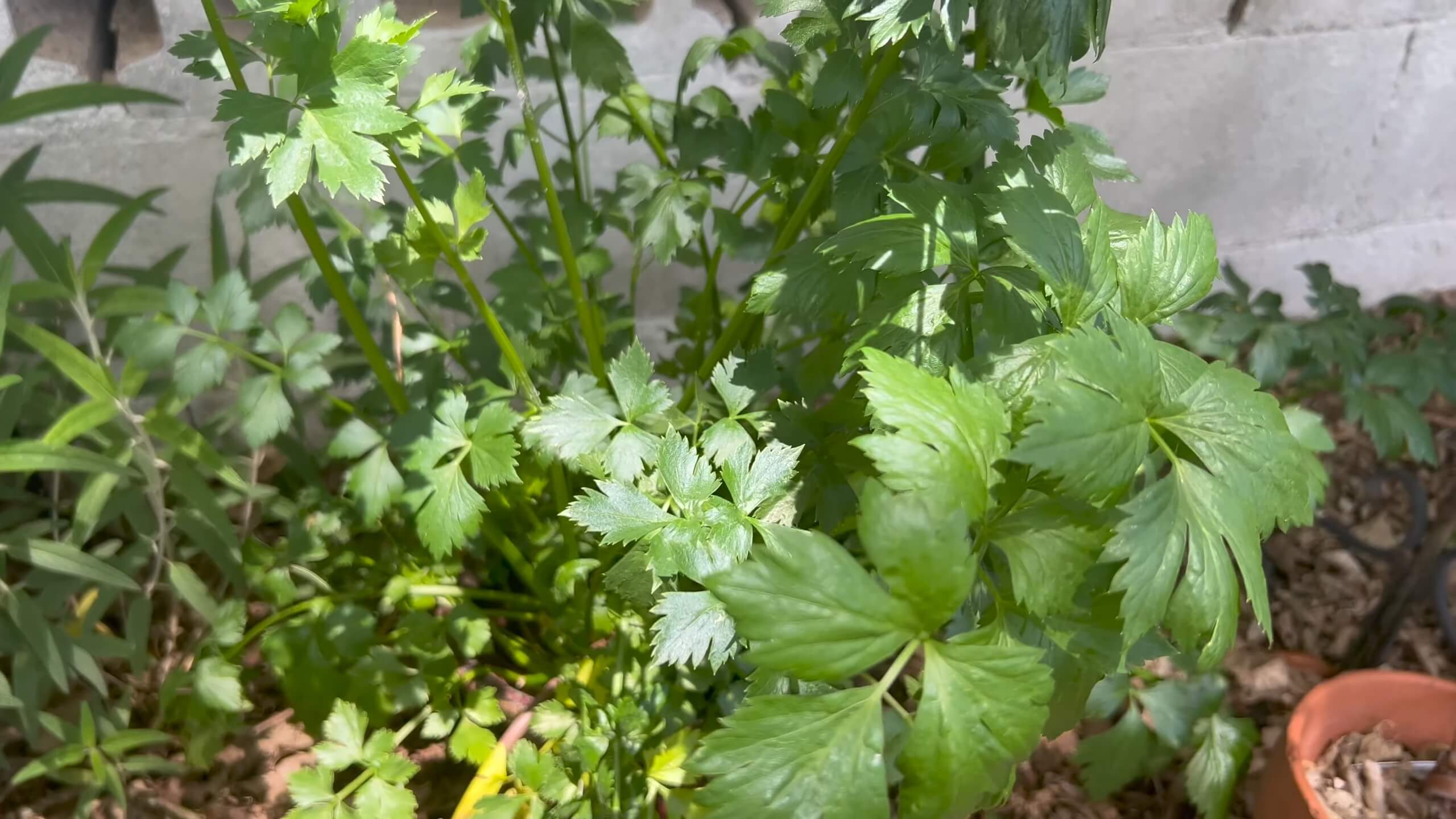 Lovage Plant