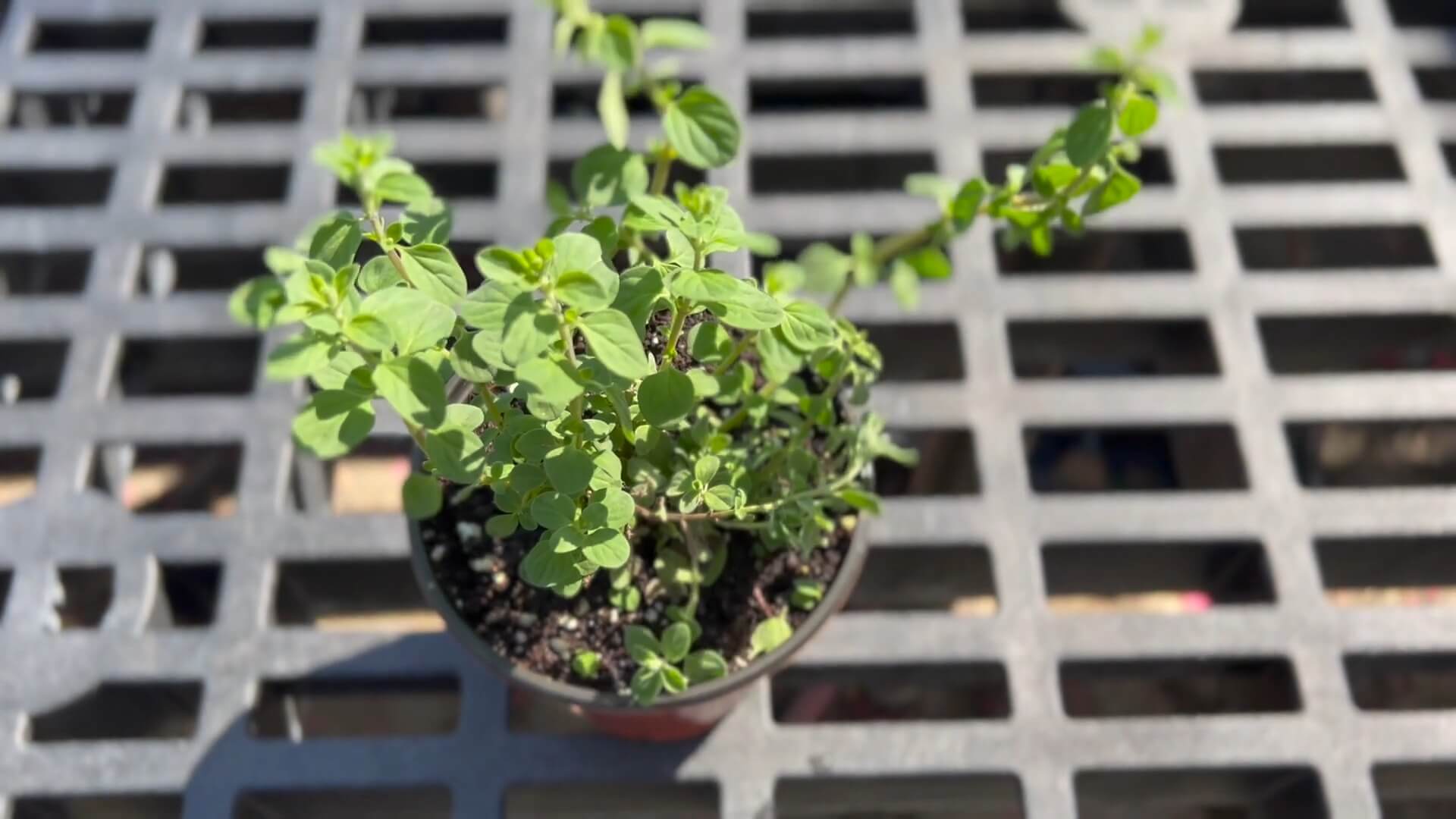 Marjoram