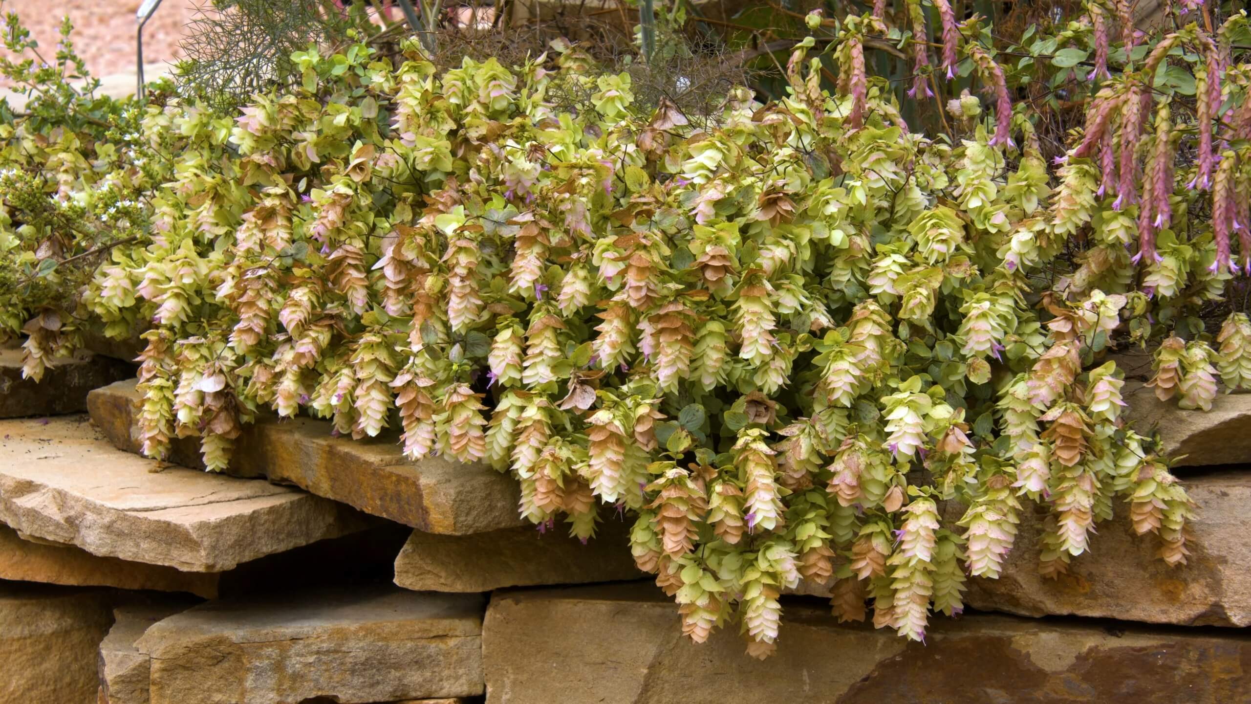 Oregano Plant