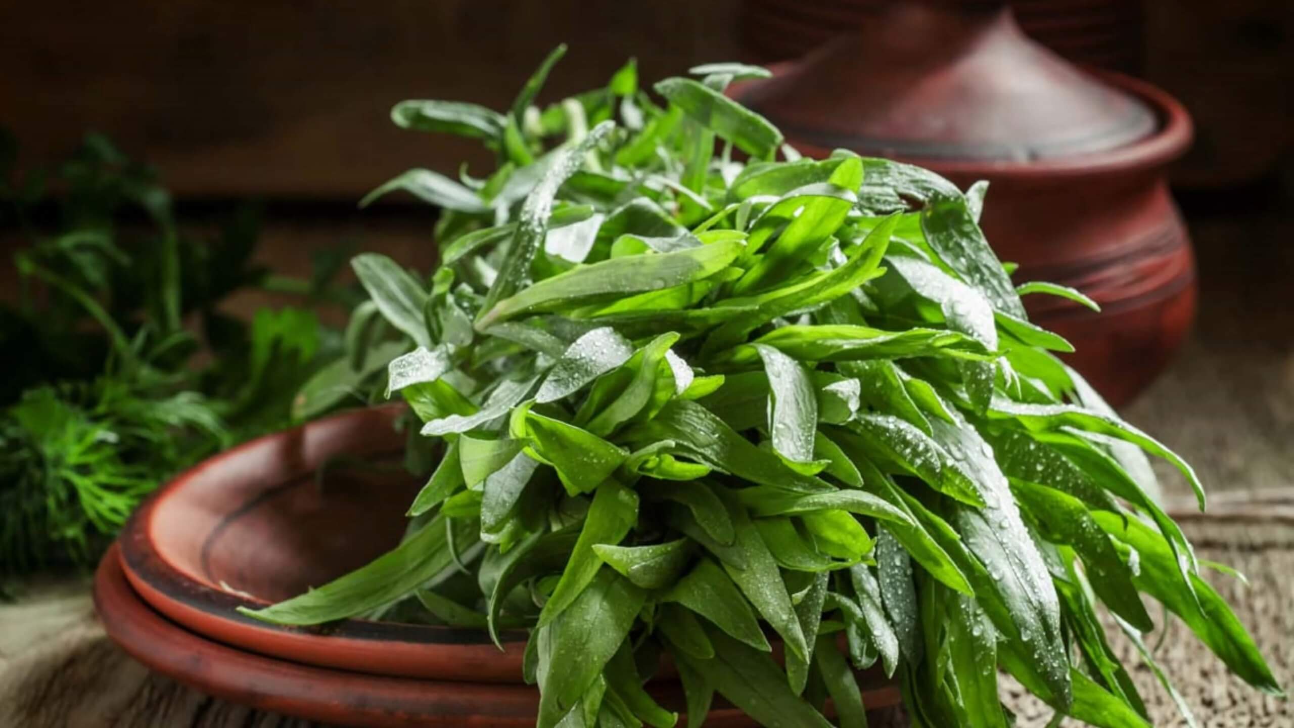 Tarragon Plant