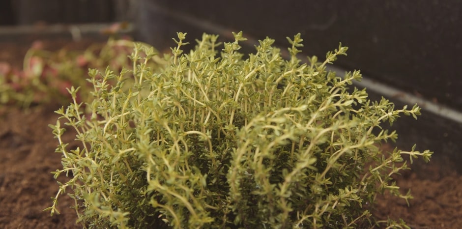 Thyme Plant